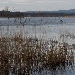 Ducks on the River Corrib at Menlo