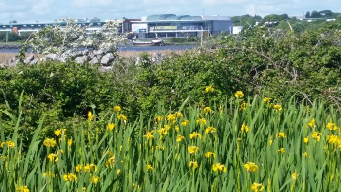 Daffodils - faded daffodils at Lough Atalia