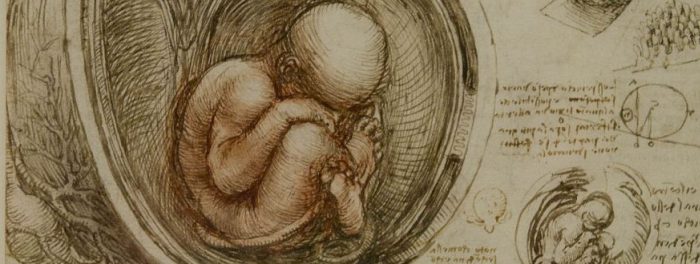 Leonardo Da Vinci - Child in Womb drawing detail