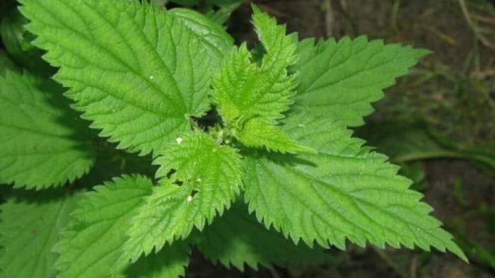 The humble nettle and other roadside herbs are called Famine Food today as it was all people had during An Gorta Mor
