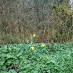 Daffodils at Ballinamuck
