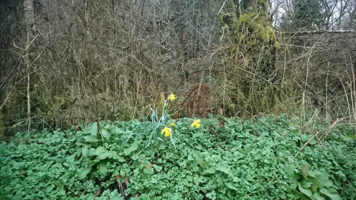 Daffodils at Ballinamuck - hoping to make progress this autumn...