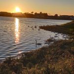 Swans of Lough Atalia
