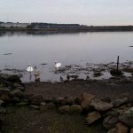 Swans at Lough Atalia