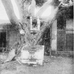 Shrine in a Banyan Tree – from Mary Darleys book