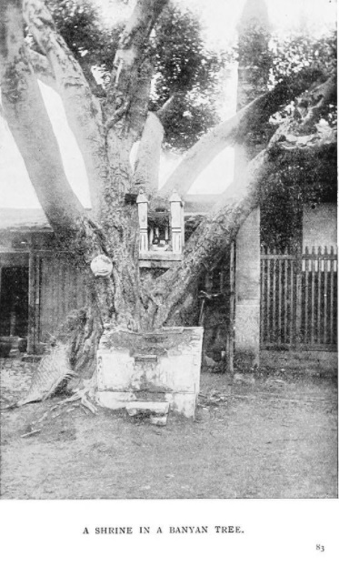Shrine in a Banyan Tree - from Mary Darleys book