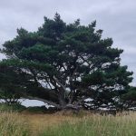 Tree by the seaside at Bearna